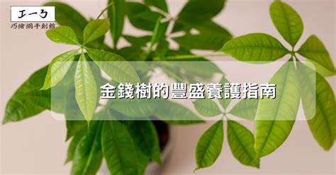 金錢 樹|金錢樹的豐盛養護指南：吸引財富與繁榮 